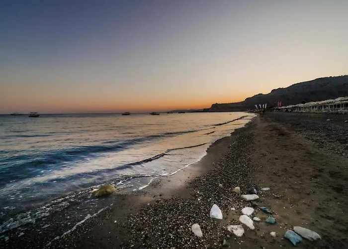 Amaryllis Front Λάρδος